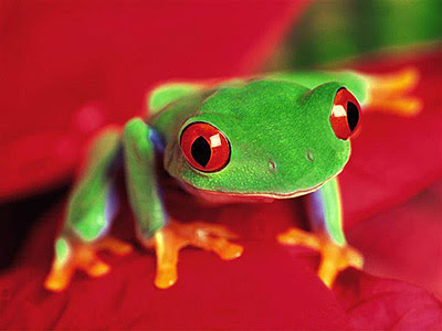 Green Frog On A Flower