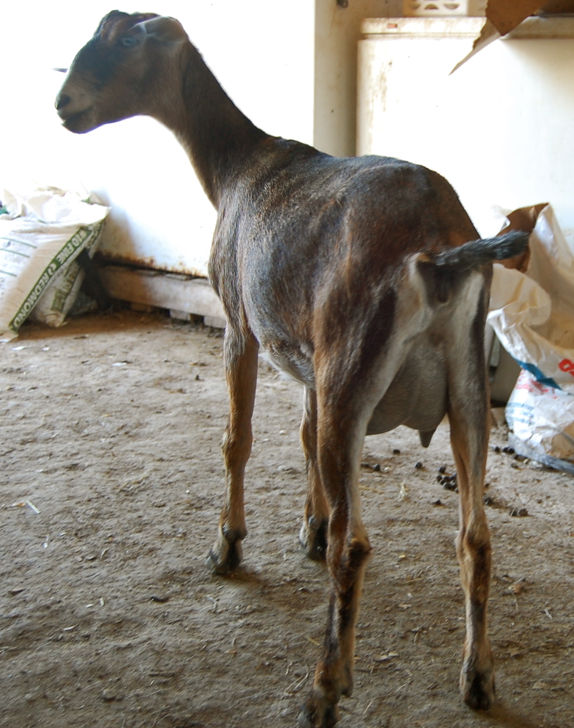 Good Goats Body Clipping Goats