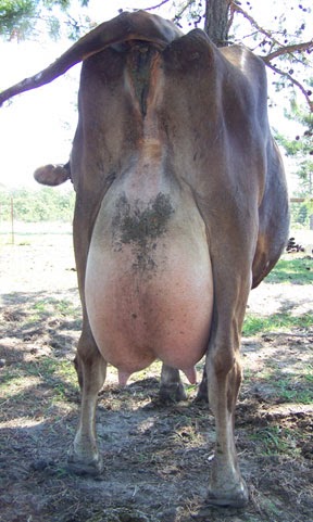 I'm no cow-expert, but her udder has gotten a lot bigger the past f...