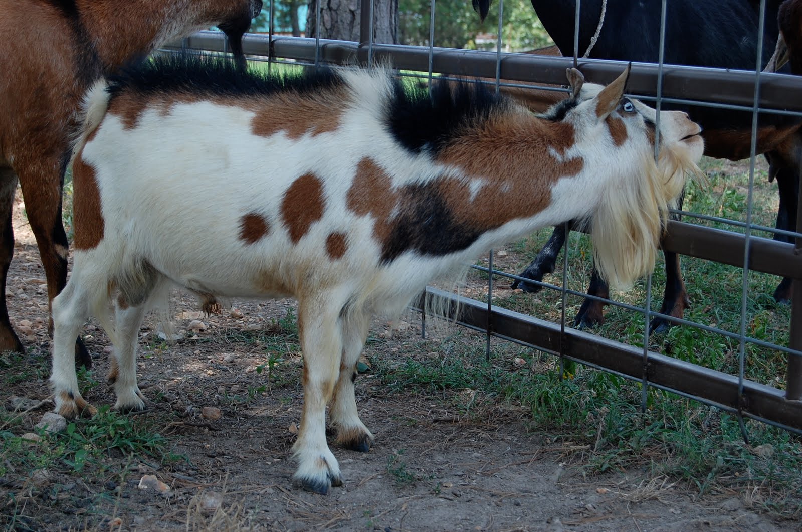 Good Goats bucks in rut, the pasture, life