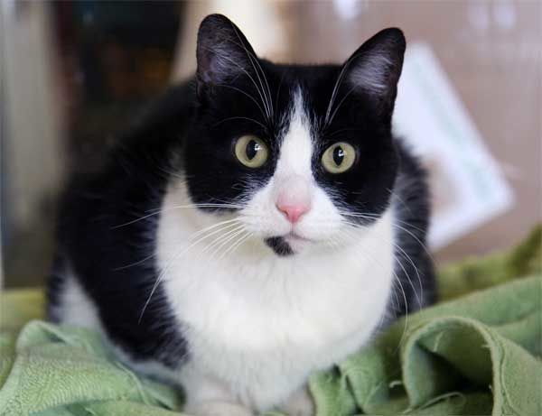 tuxedo cats tuxedo cats