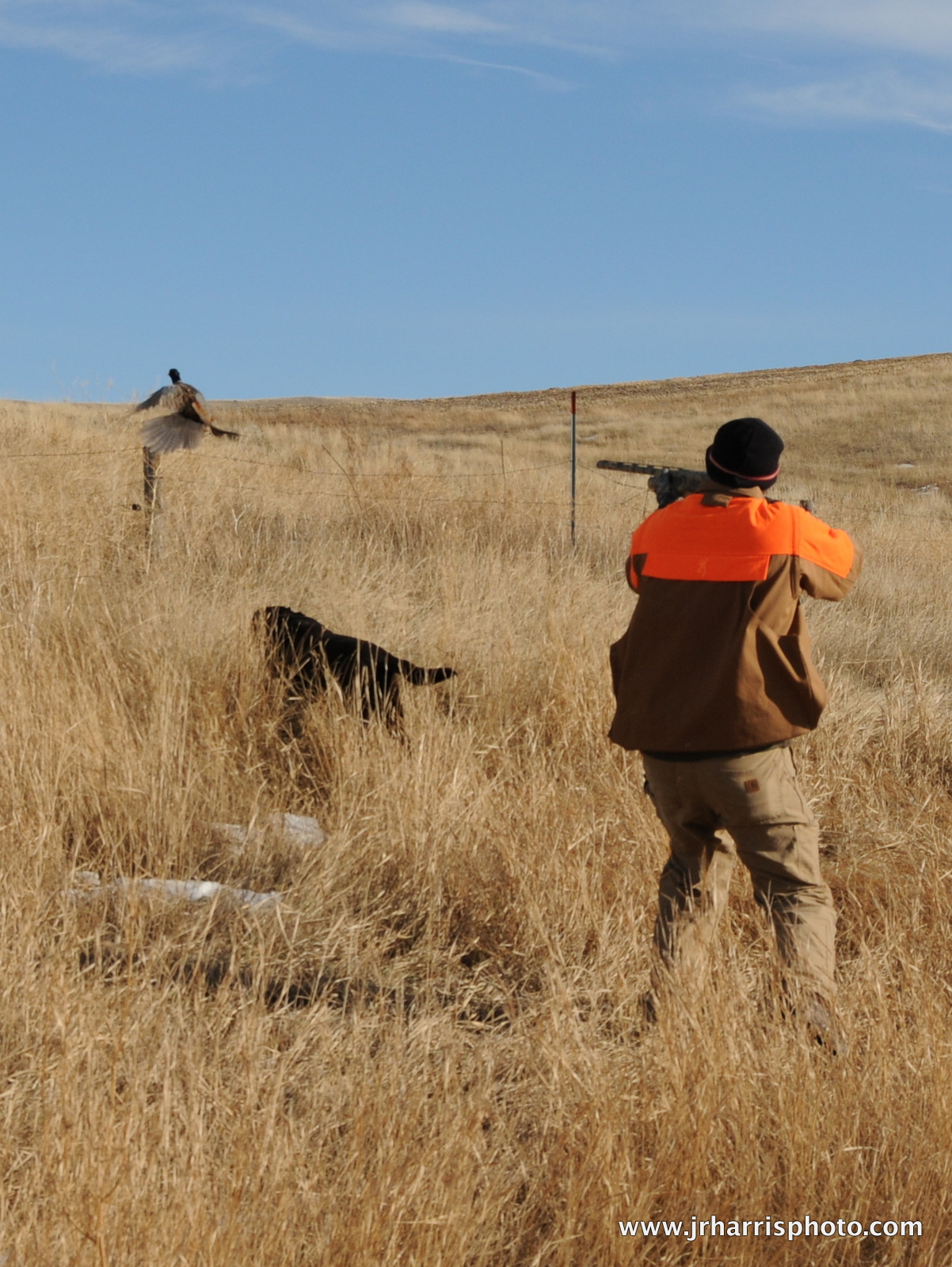 Jim R Harris Photography Pheasant Hunting in Montana
