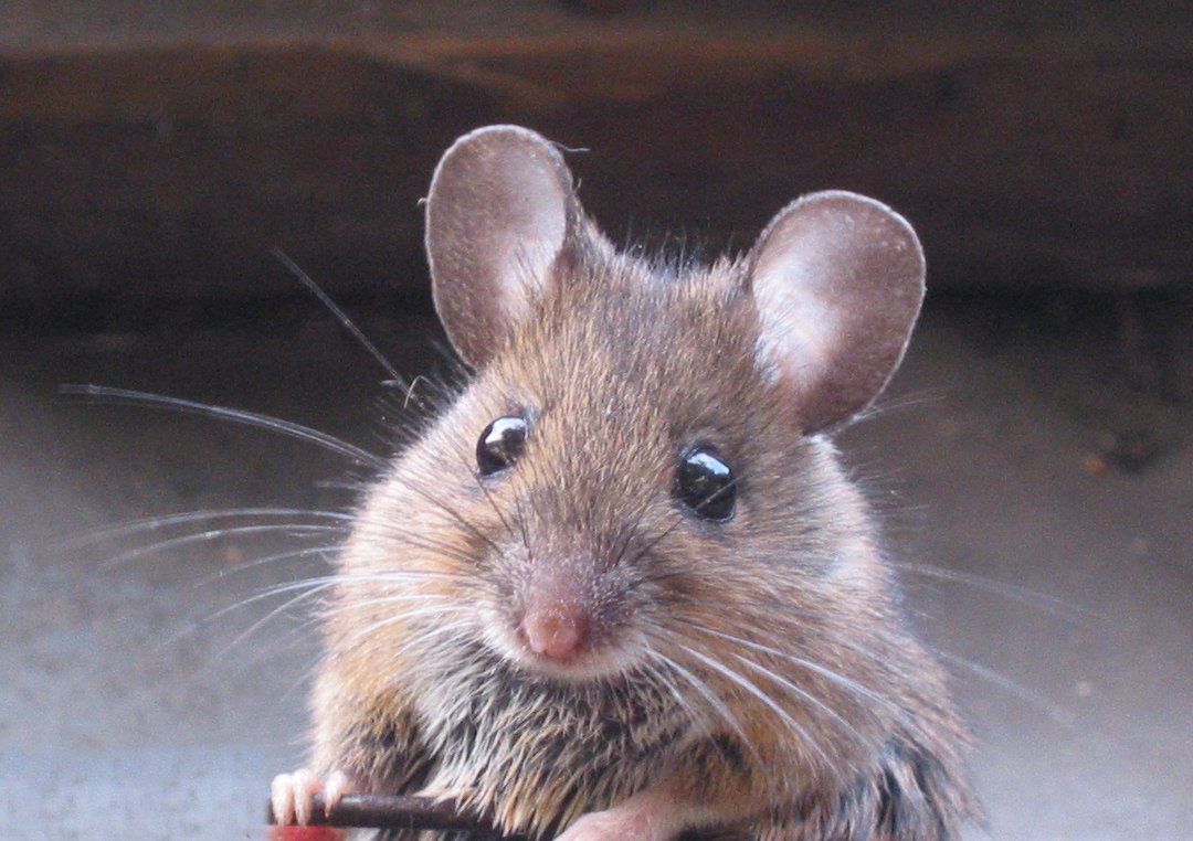 [Mus_Musculus-huismuis.jpg]