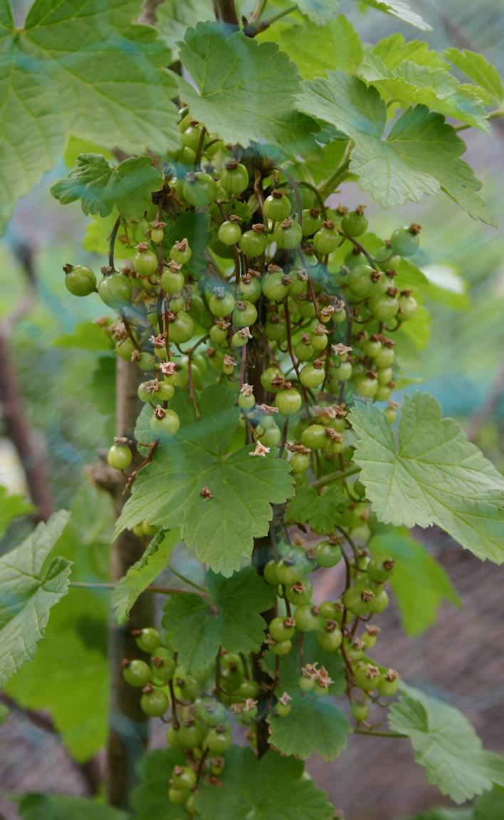 [rcurrant+netted.jpg]