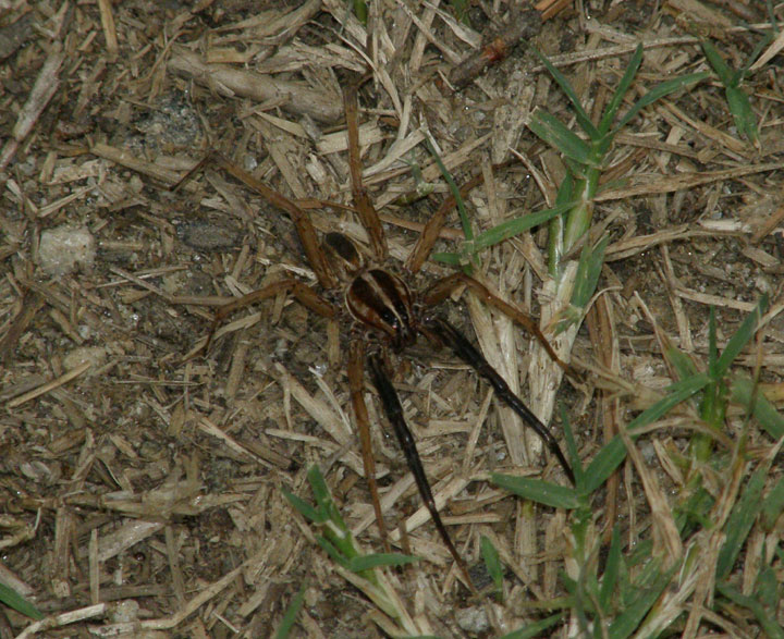 [P8240184-RabidWolfSpider.jpg]
