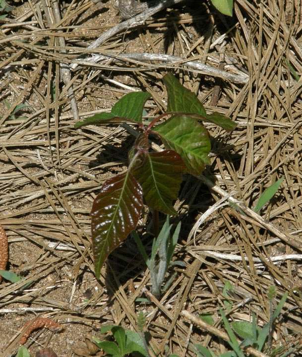poison ivy plant fall. poison poison ivy plant fall. poison ivy plant fall. poison