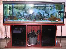 Fresh Water Fish Tank 00