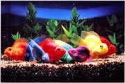 Color Parrot Fish 01