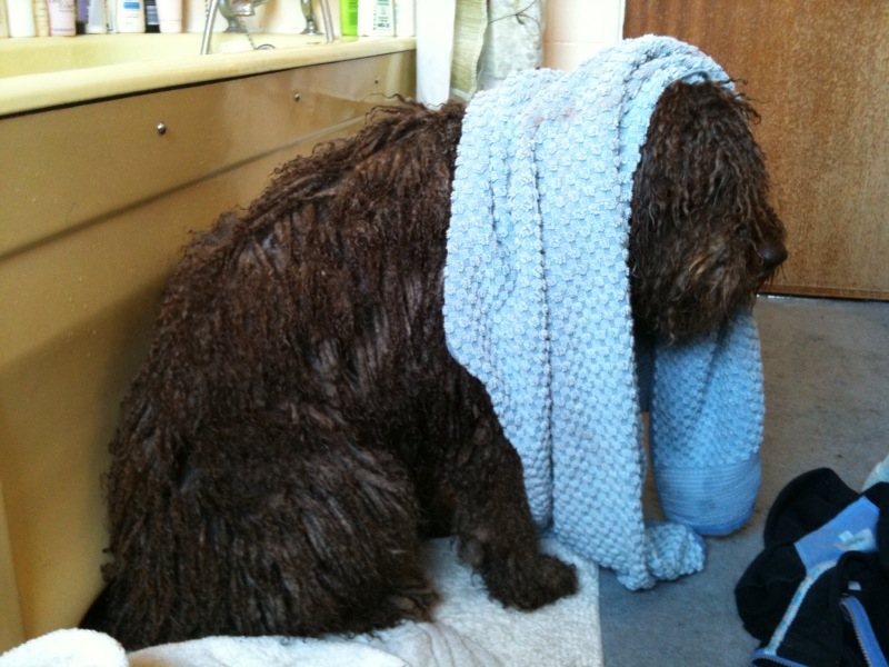 Professional Dog Grooming Shampoo MD10 Collection Champu para Perros