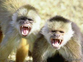 angry+monkeys.jpg