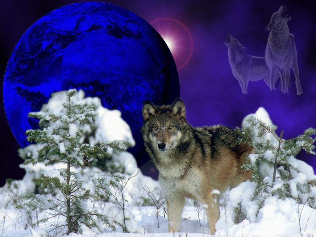 [wolf1024.jpg]