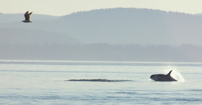 Whale And Birds