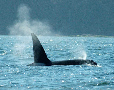 Orca Watcher: September 2008