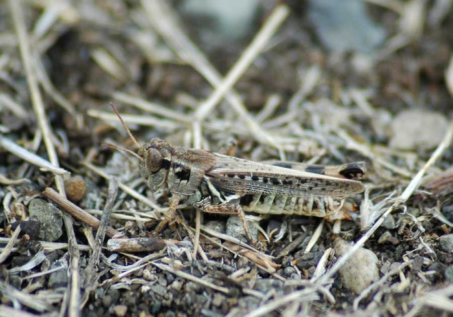 Orca Watcher Mt. Finlayson Creepers and Crawlers