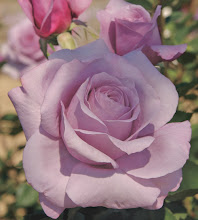 Sterling Rose