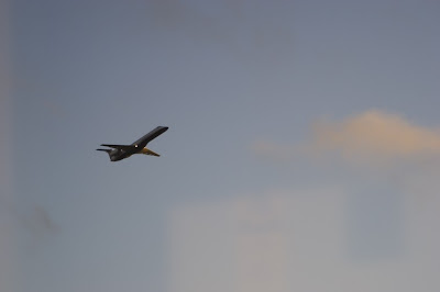 a bird flying in the sky