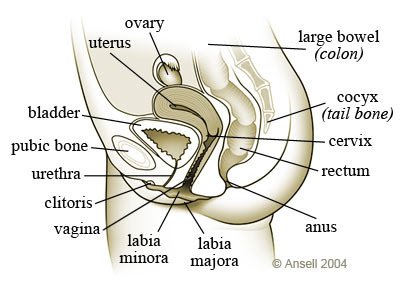 Diagram female anatomy Diagram female anatomy