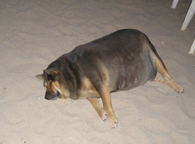 [perro-2dgordo.jpg]