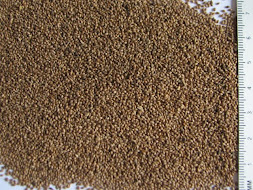 image des grains de fonio paddy