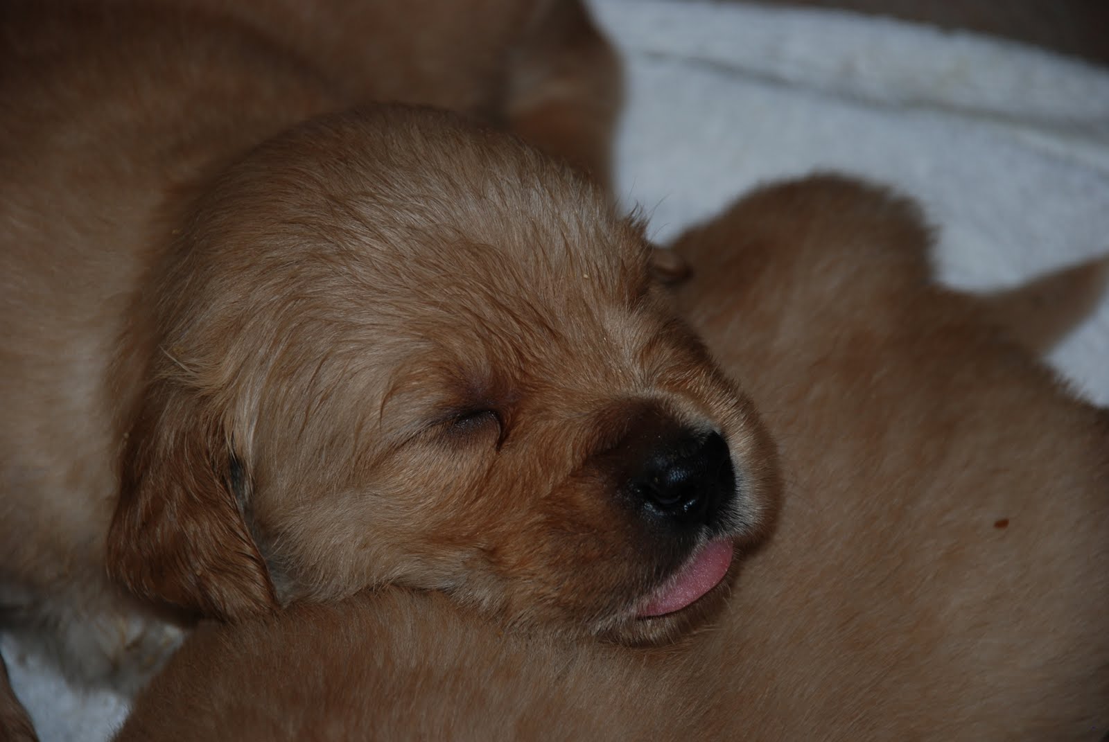 random ramblings Puppy Food Coma