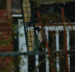 Dark-Eyed Junco