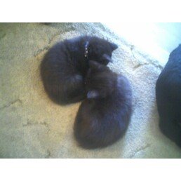 Our new kittens