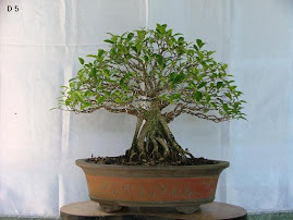 ficus