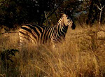 Zebra at Ngala, South Africa