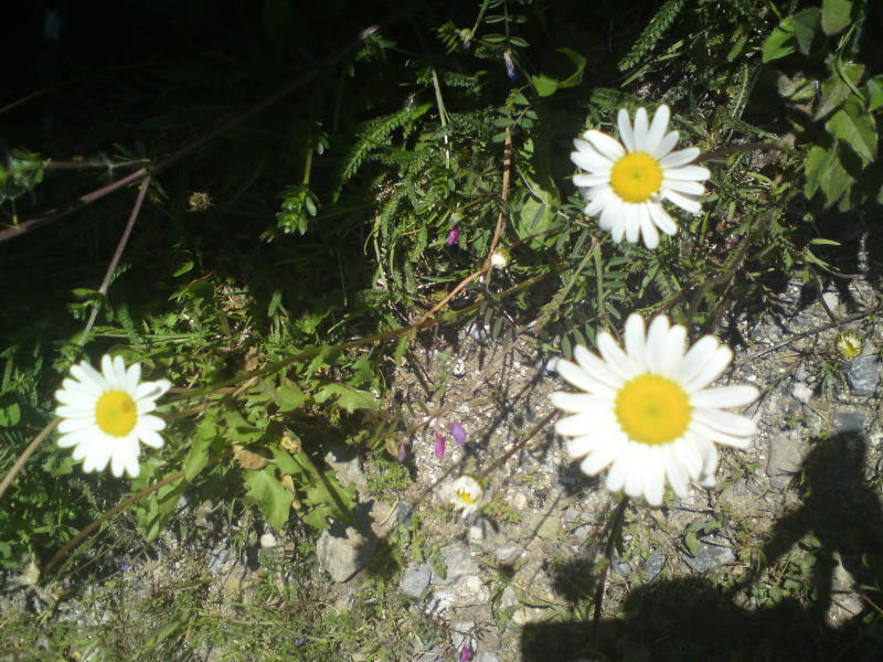 [image-upload-12-739647.jpg]