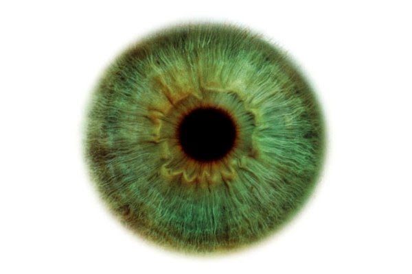 Iris Ojo