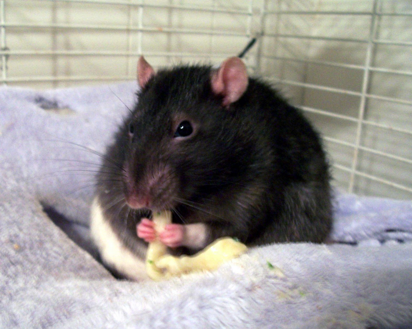 [Percy+eating+a+noodle+2+-+March+2009.jpg]