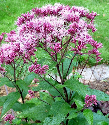 091129+eupatorium+ankum+august.jpg