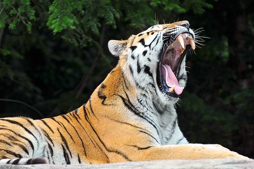 [2847067166_7bcf78156c.jpg]