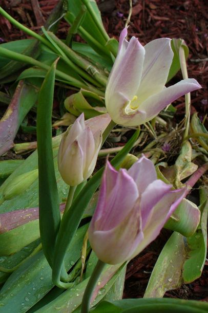 [P1070320+[OES-Verticle].JPG]