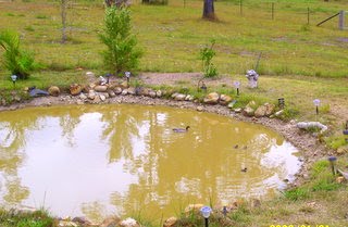 [Molly's+ducklings+002.jpg]