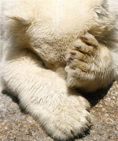 [urso.jpg]