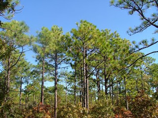 Triangle Naturalist November 2008