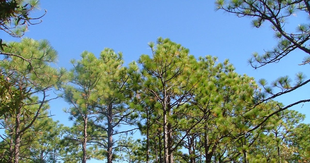 Triangle Naturalist Carolina Beach State Park New
