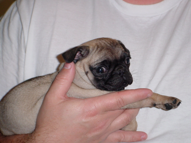 dead pug dead pug dead pug dead pug