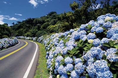 http://4.bp.blogspot.com/_iSC9y33KWeE/SbM8azRfqpI/AAAAAAAAIRg/UZoaoJaC0bo/s400/Gramado%2520Hortencias.jpg