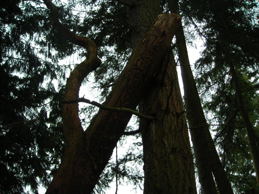 [Hugging+Tree.JPG]