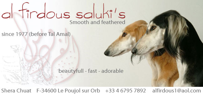 Al Firdous Saluki's