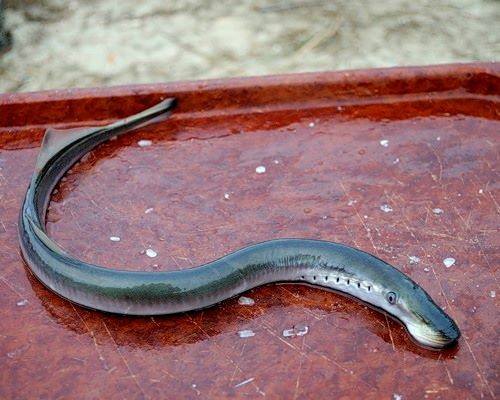 Рыба которая водится в десне Рыба которая водится в десне