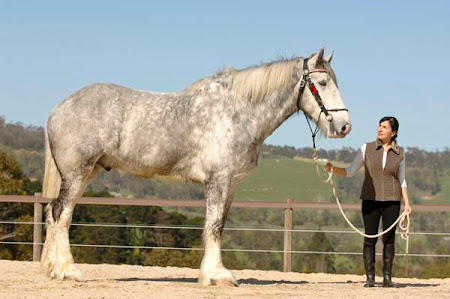 Nodram is the tallest horse in The Biggest Horse In The World. Nodram is the tallest horse in