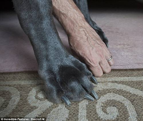 World's Tallest Dog World's Tallest Dog
