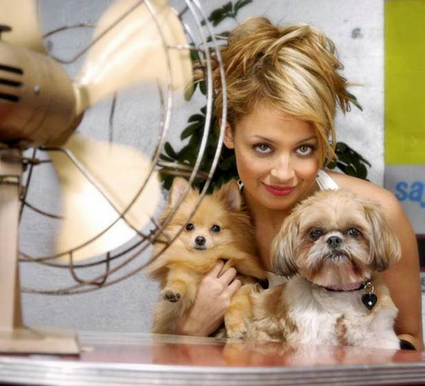 Nicole Richie S Dog Honey Nicole Richie S Dog Honey