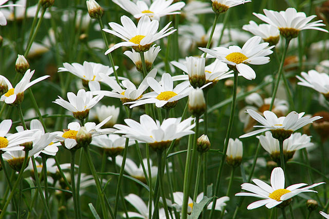 Daisies