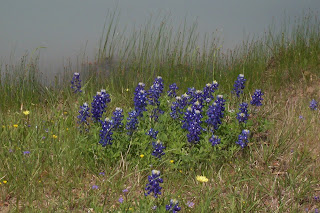 Bluebonnets at water's edge.