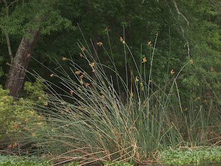 Did I mention that the Huntsville State Prison was nearby this nature haven?