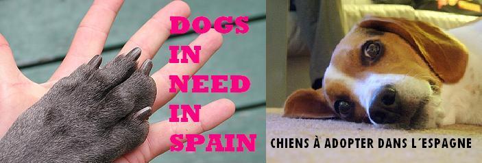 Dogs in Need in Spain
